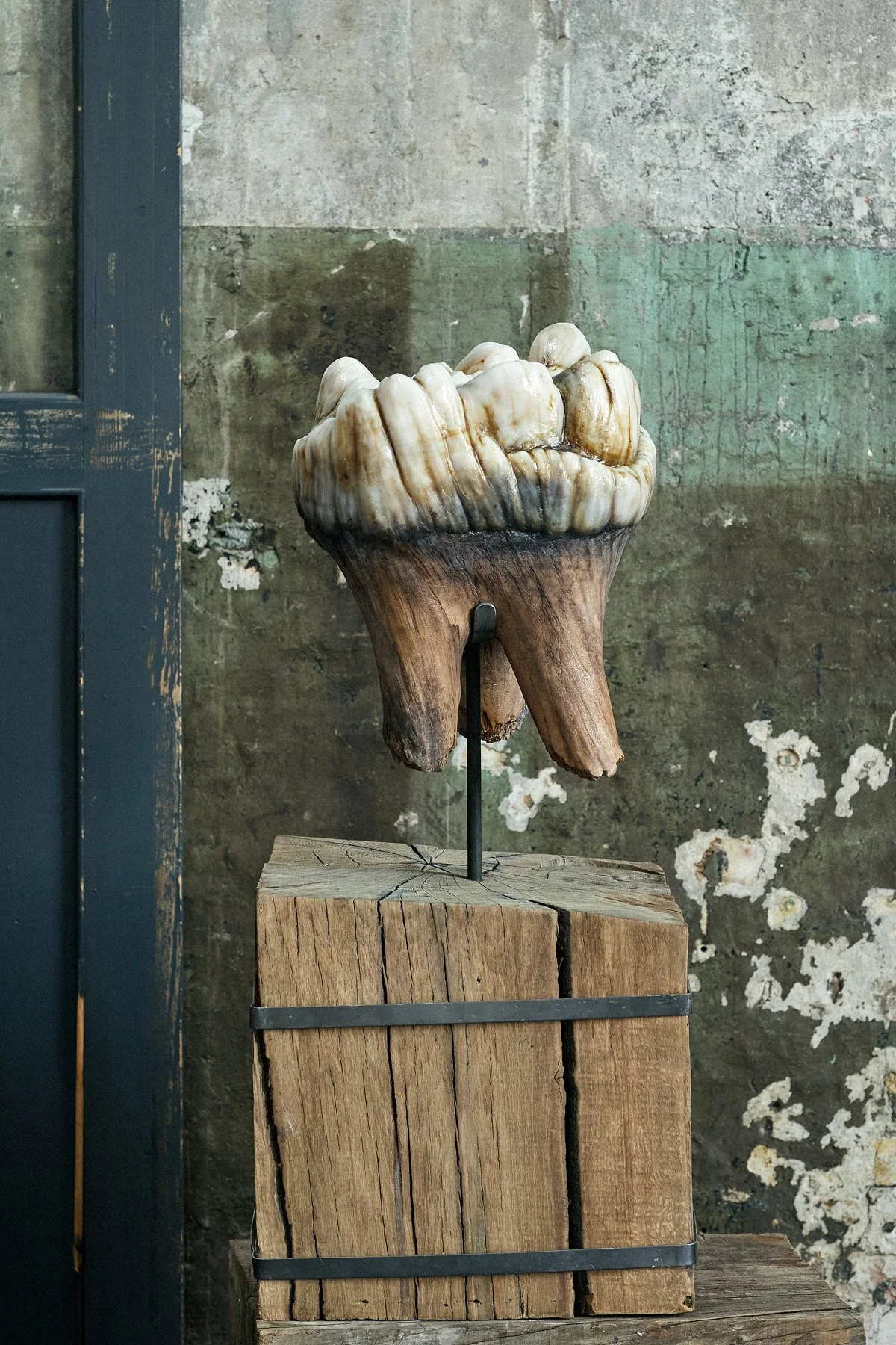 The Tooth — Studio MEGATON